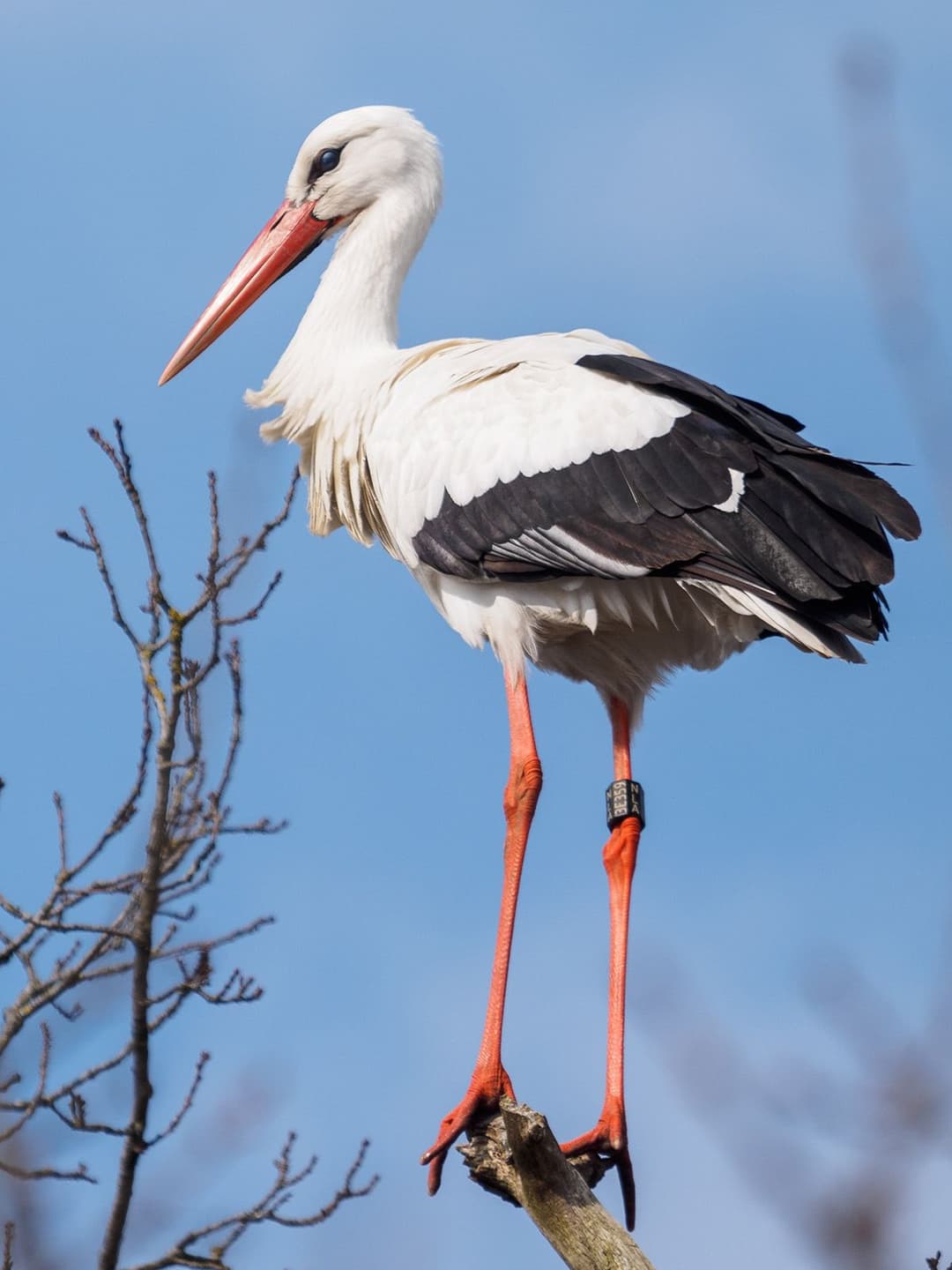 Livestream Ooievaar (Locatie Natuur- en Vogelwacht)