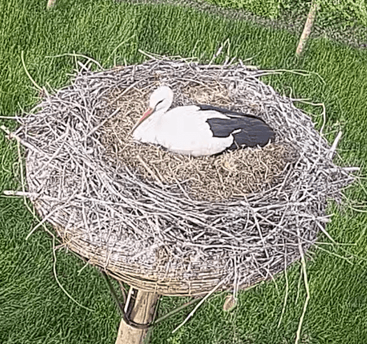 Volg het broedseizoen van de ooievaars live 