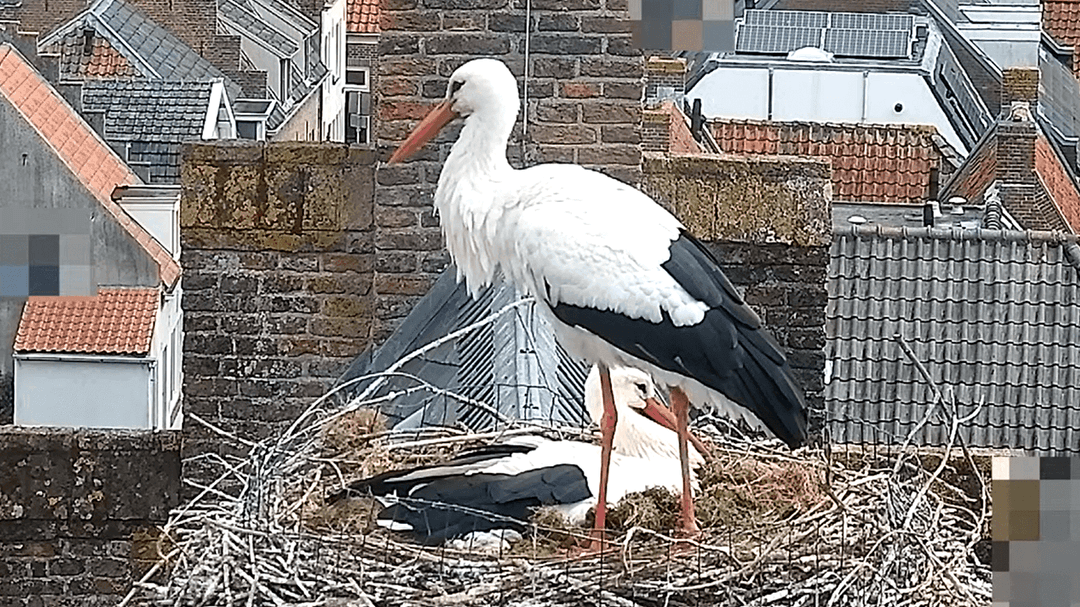 Volg het broedseizoen van de ooievaars live 